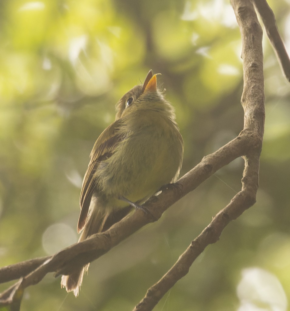 Yellowish Flycatcher - ML620510183