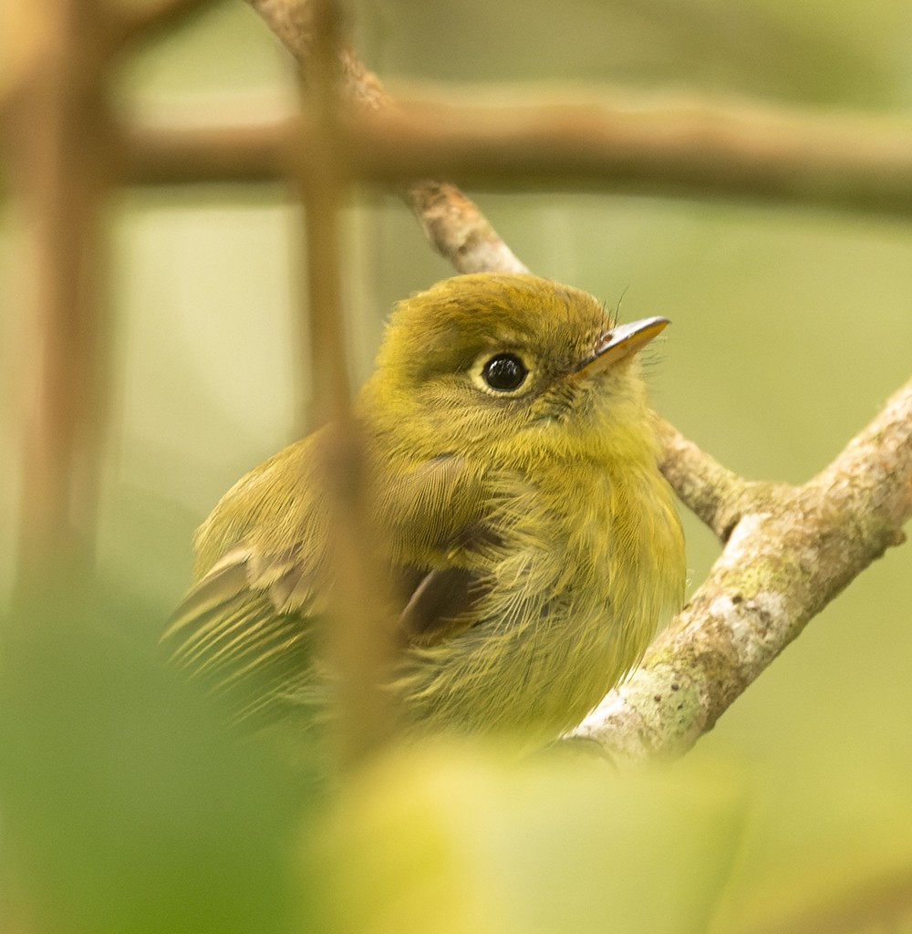 Yellowish Flycatcher - manuel grosselet