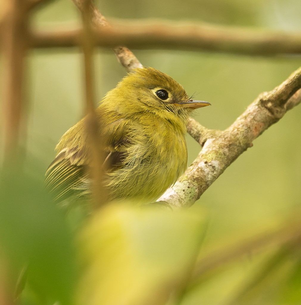 Yellowish Flycatcher - ML620510185