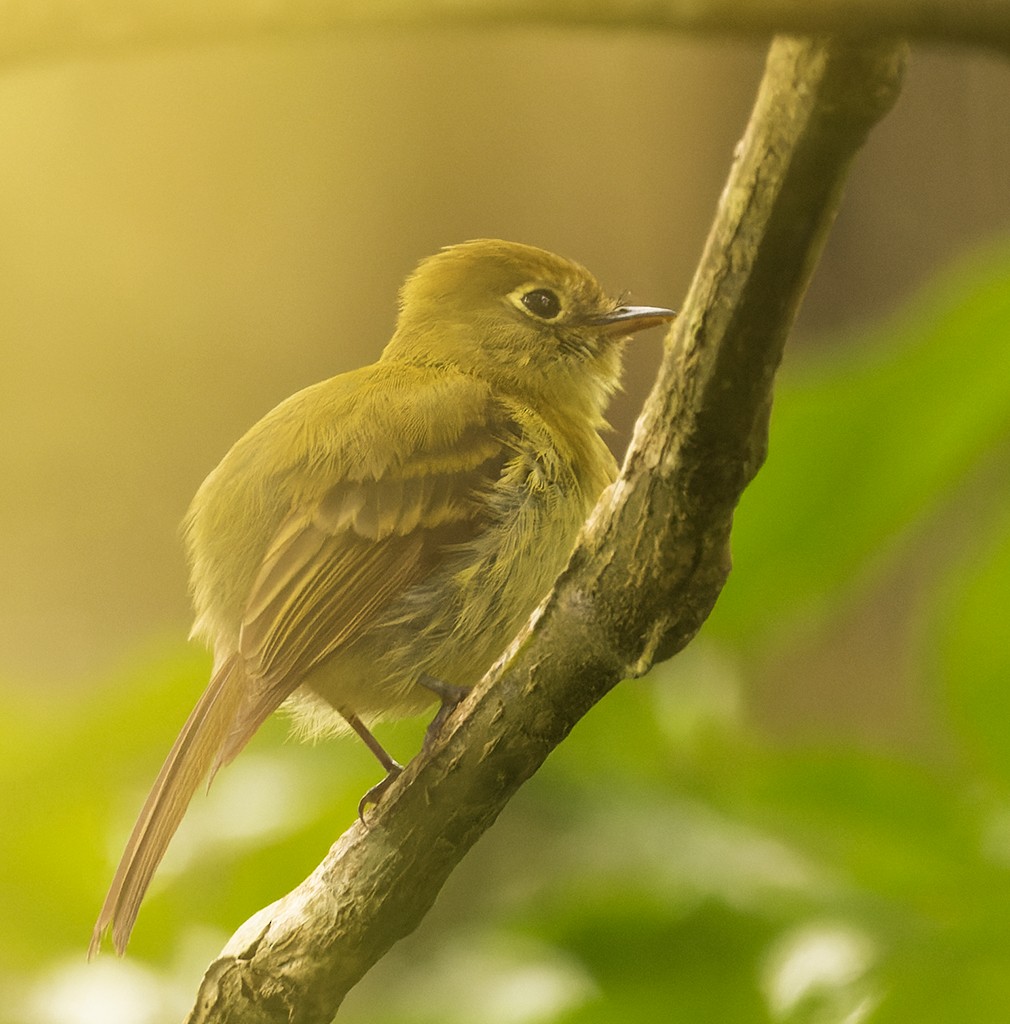 Yellowish Flycatcher - ML620510186