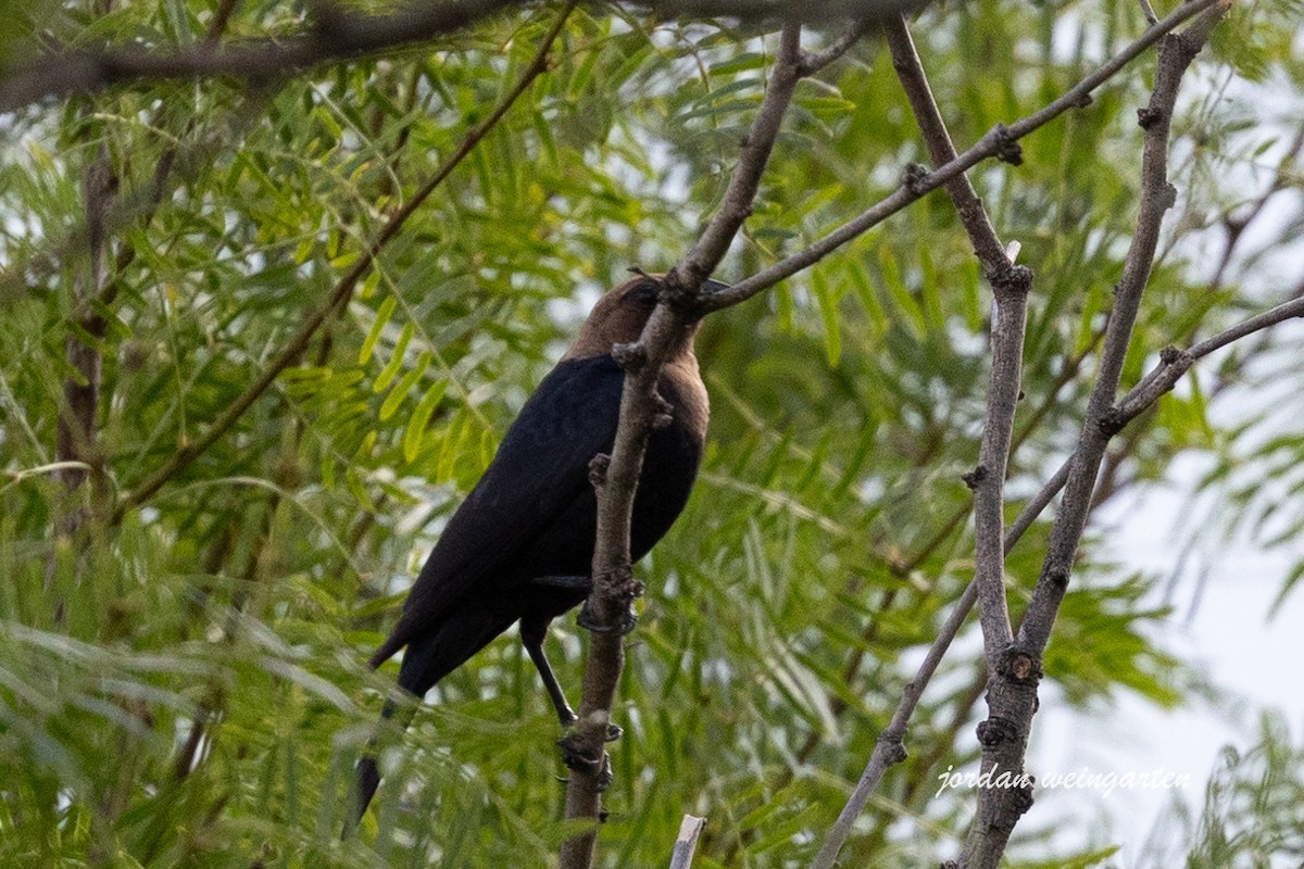 Brown-headed Cowbird - ML620510190