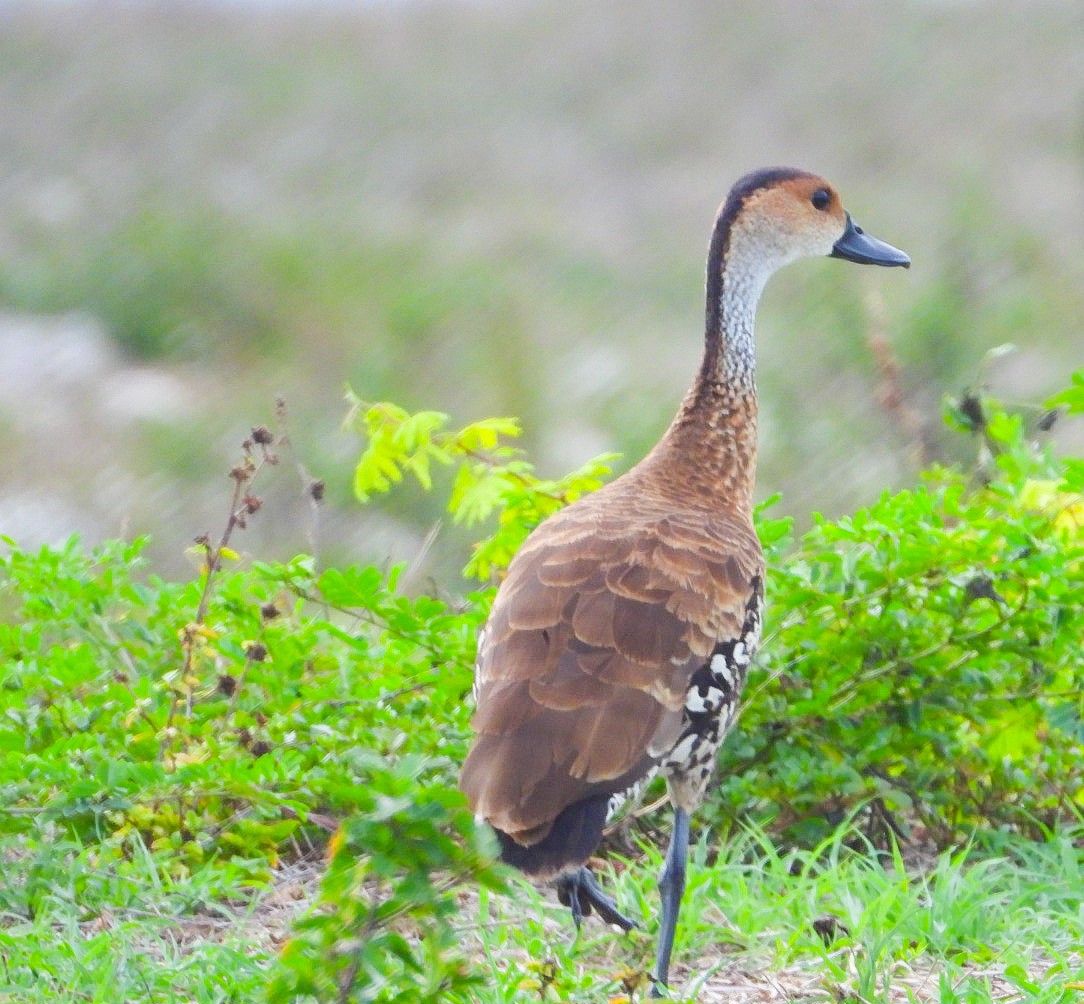 West Indian Whistling-Duck - ML620510194