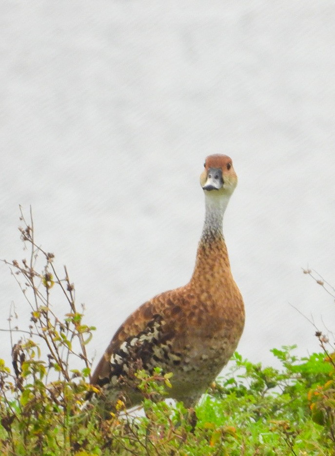 West Indian Whistling-Duck - ML620510195