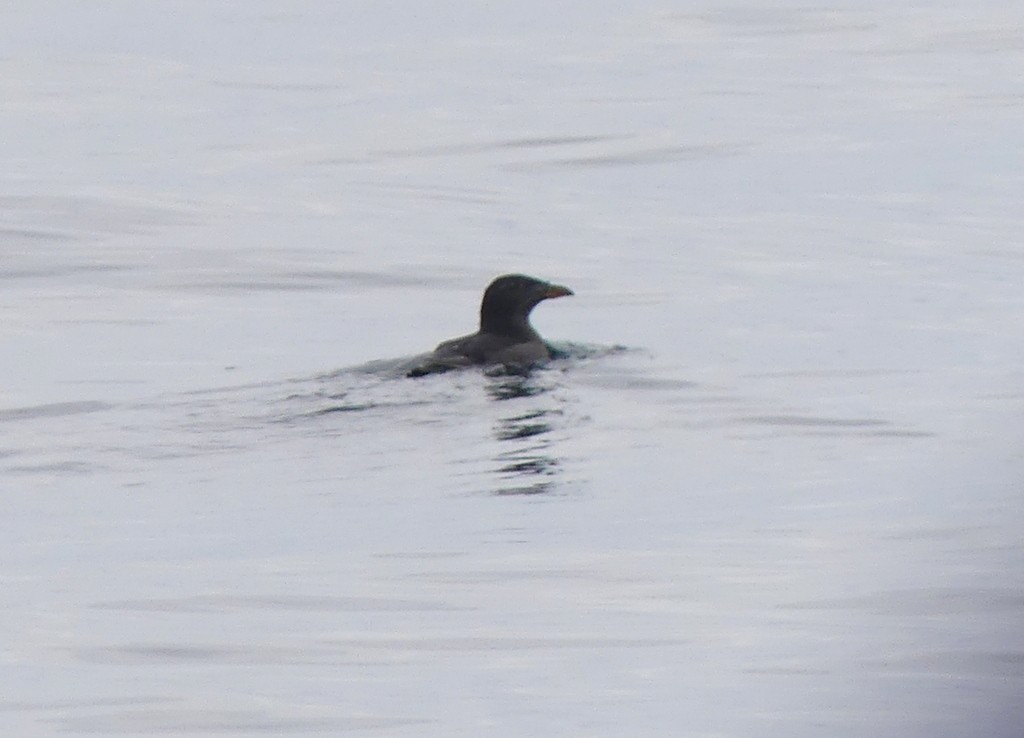 Rhinoceros Auklet - ML620510198