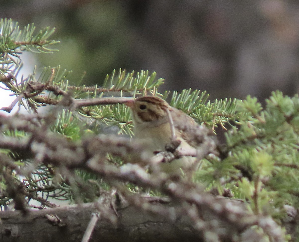 Clay-colored Sparrow - ML620510201