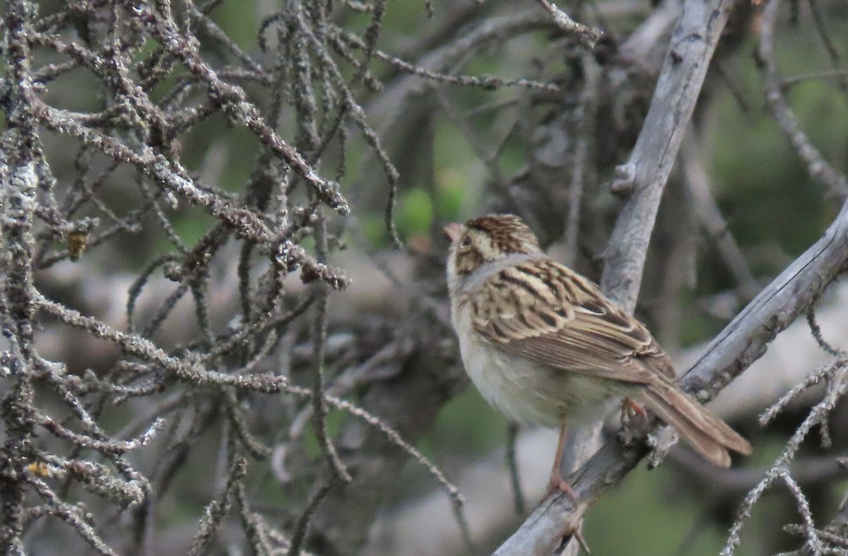 Clay-colored Sparrow - ML620510202