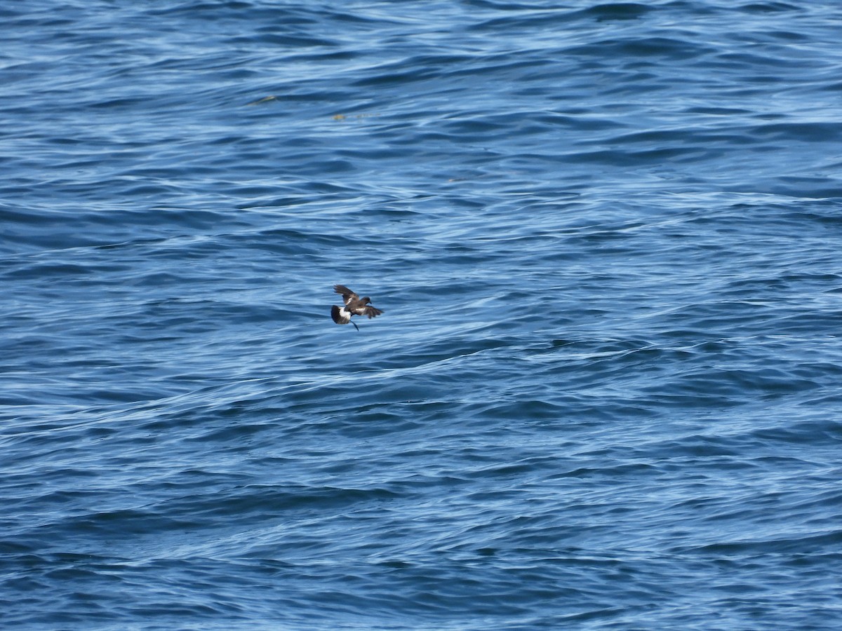 Wilson's Storm-Petrel - ML620510203