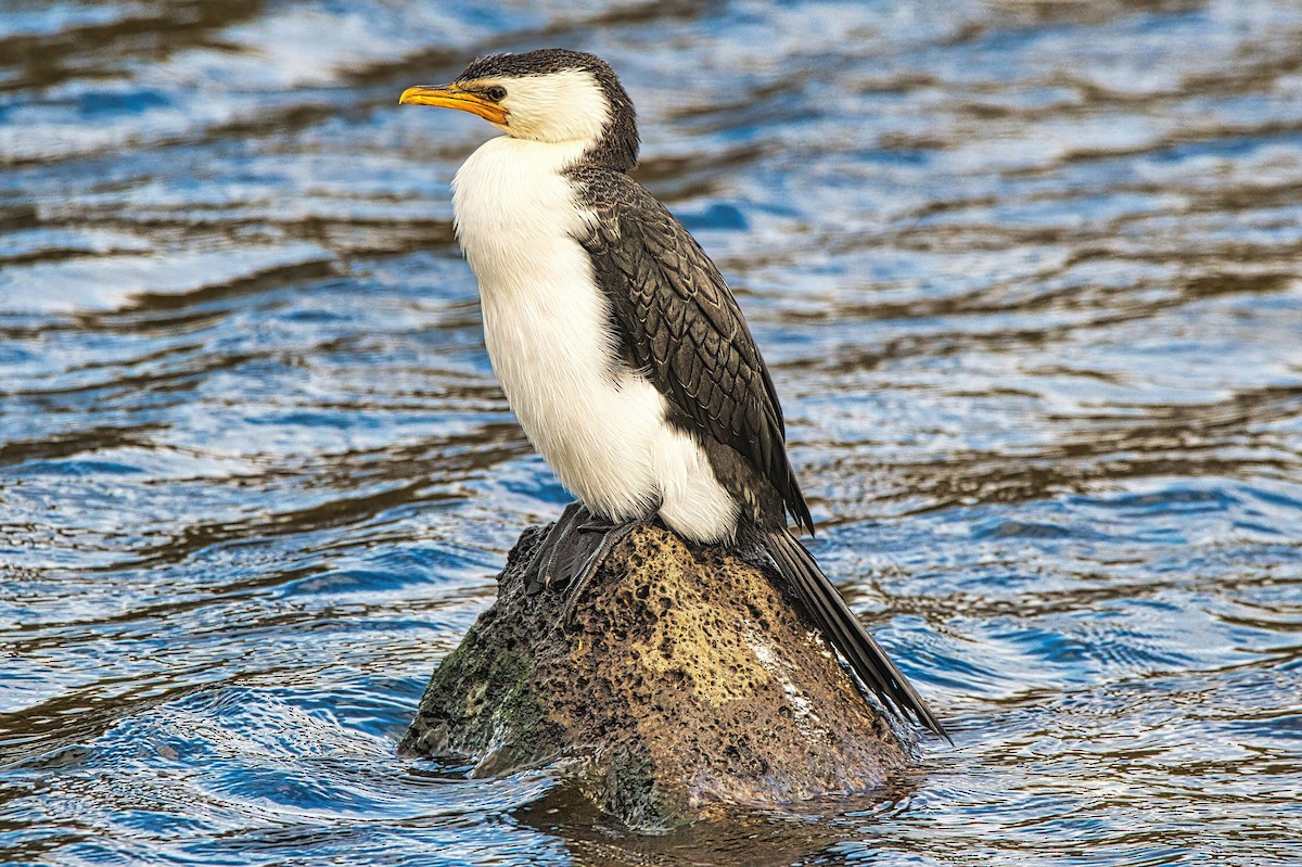 Little Pied Cormorant - Alfons  Lawen