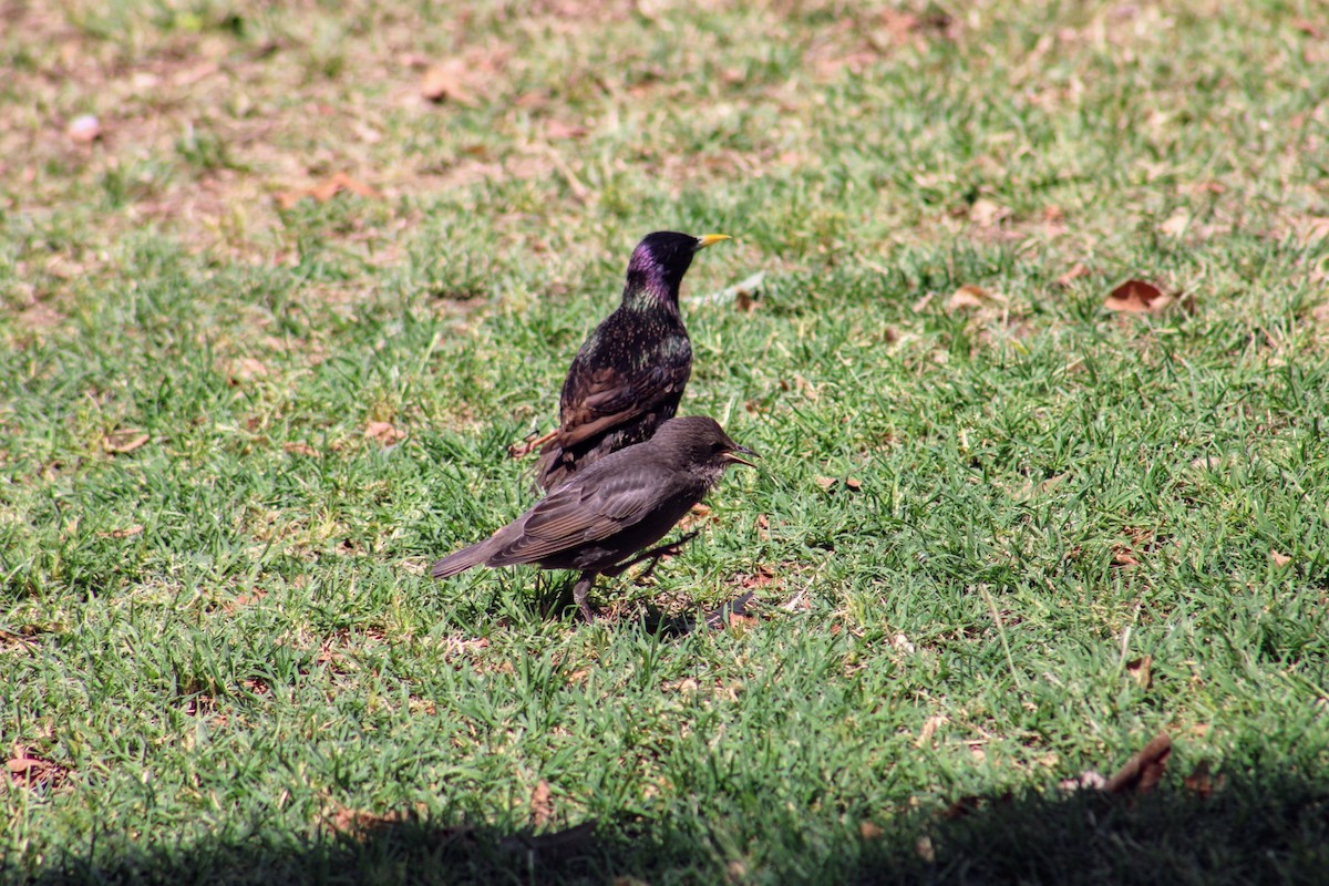 European Starling - ML620510216