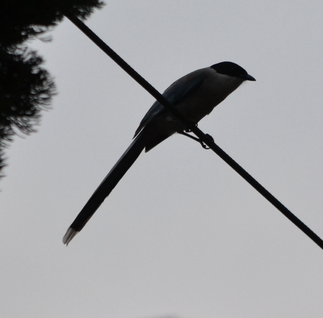 Azure-winged Magpie - ML620510218