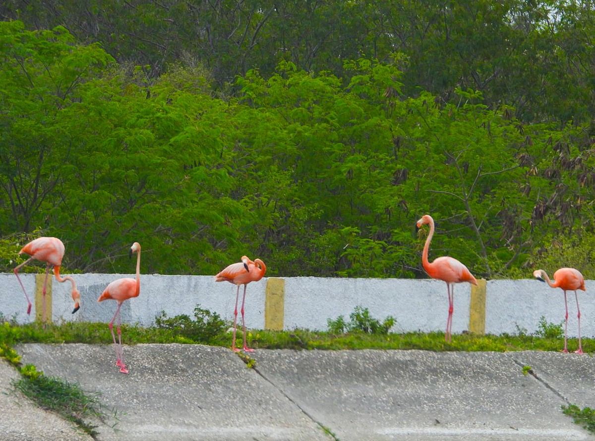 American Flamingo - Yaro Rodriguez