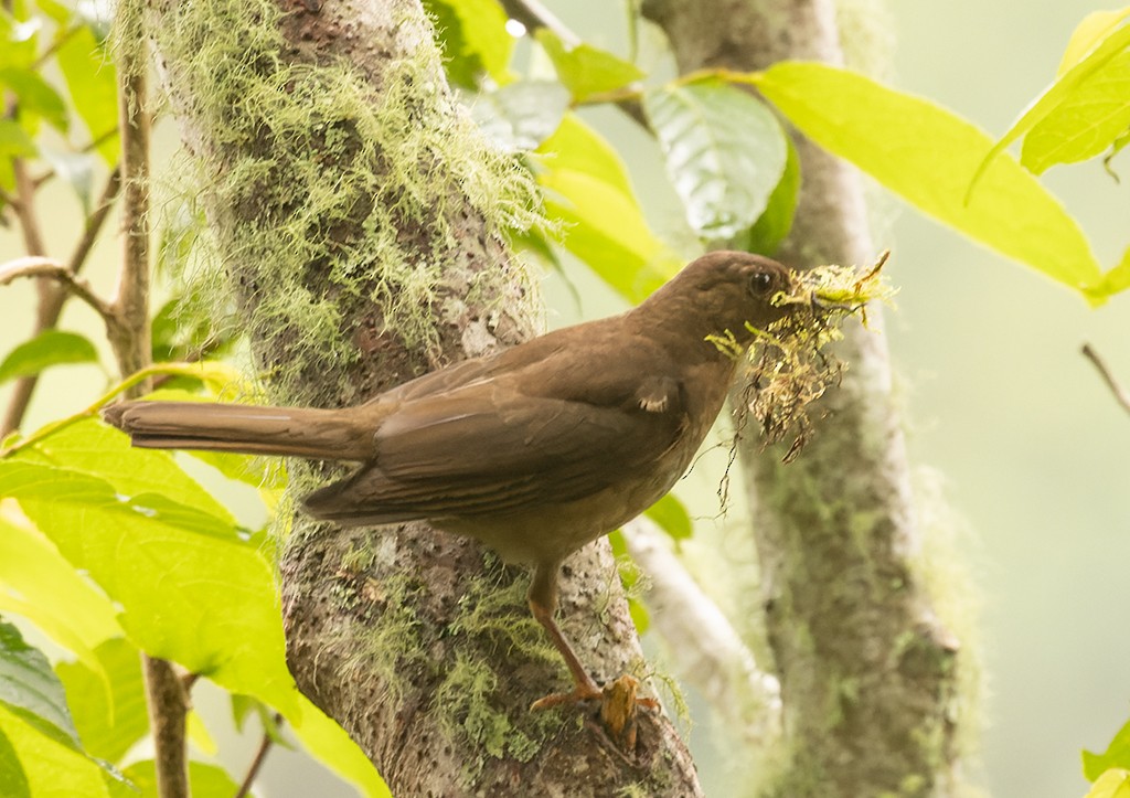 Black Thrush - manuel grosselet