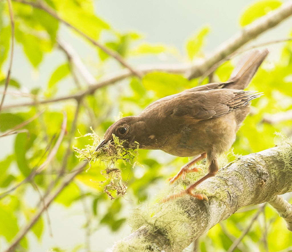 Black Thrush - ML620510224