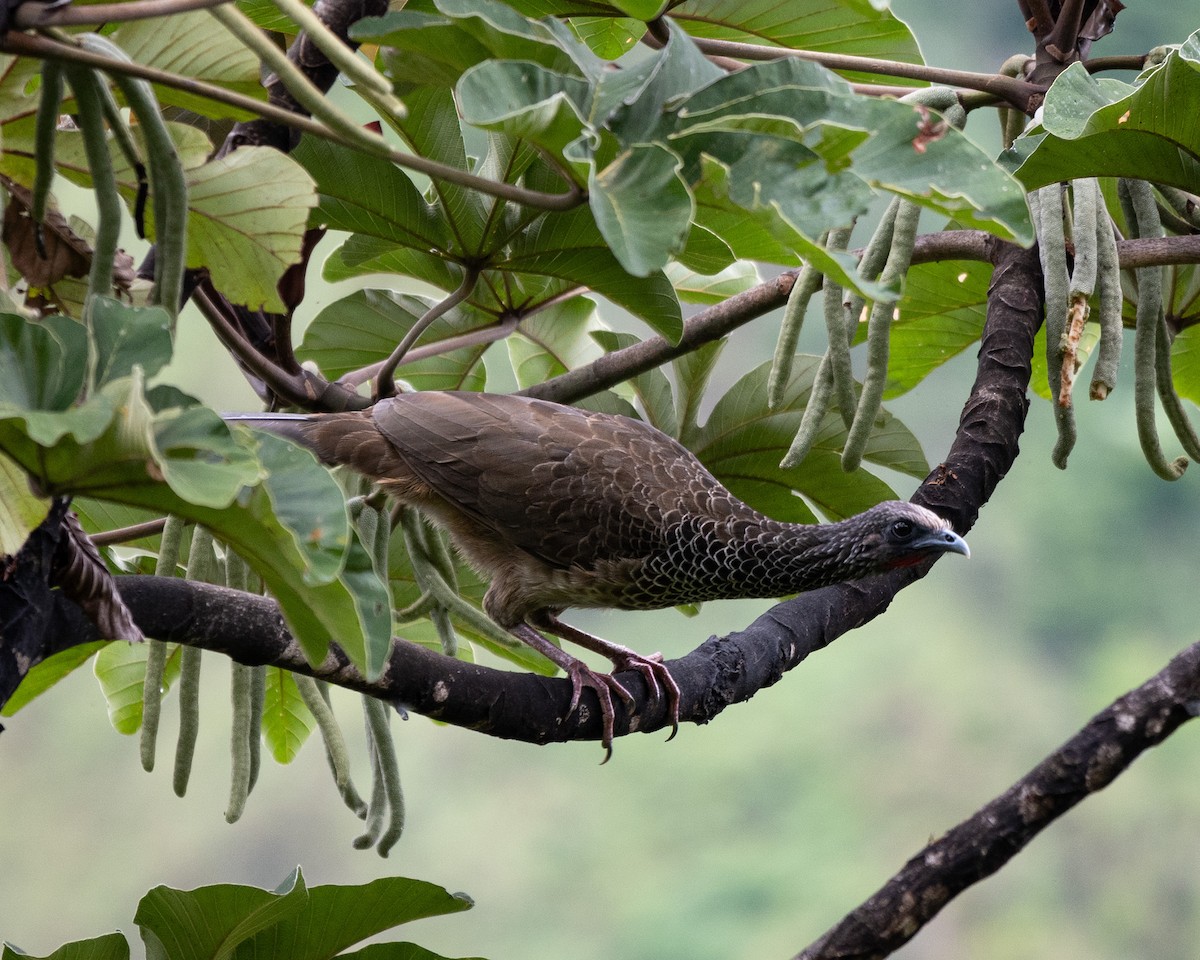 Colombian Chachalaca - ML620510225