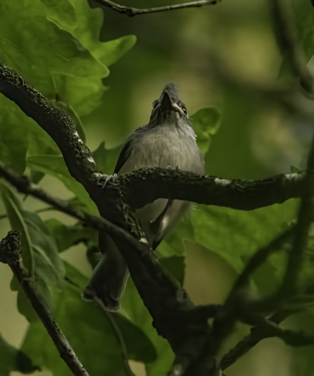 Tufted Titmouse - Anonymous