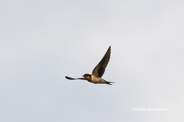 Barn Swallow - ML620510234