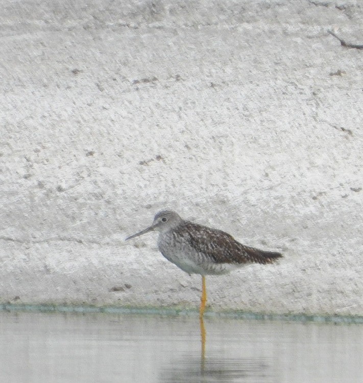 Greater Yellowlegs - ML620510235