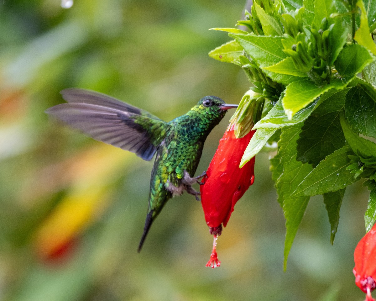 Red-billed Emerald - ML620510236