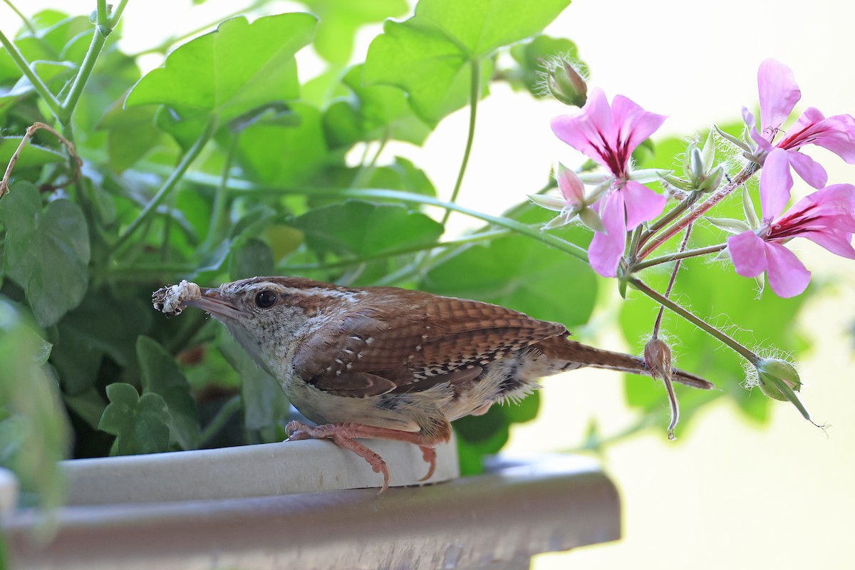 Carolina Wren - ML620510240