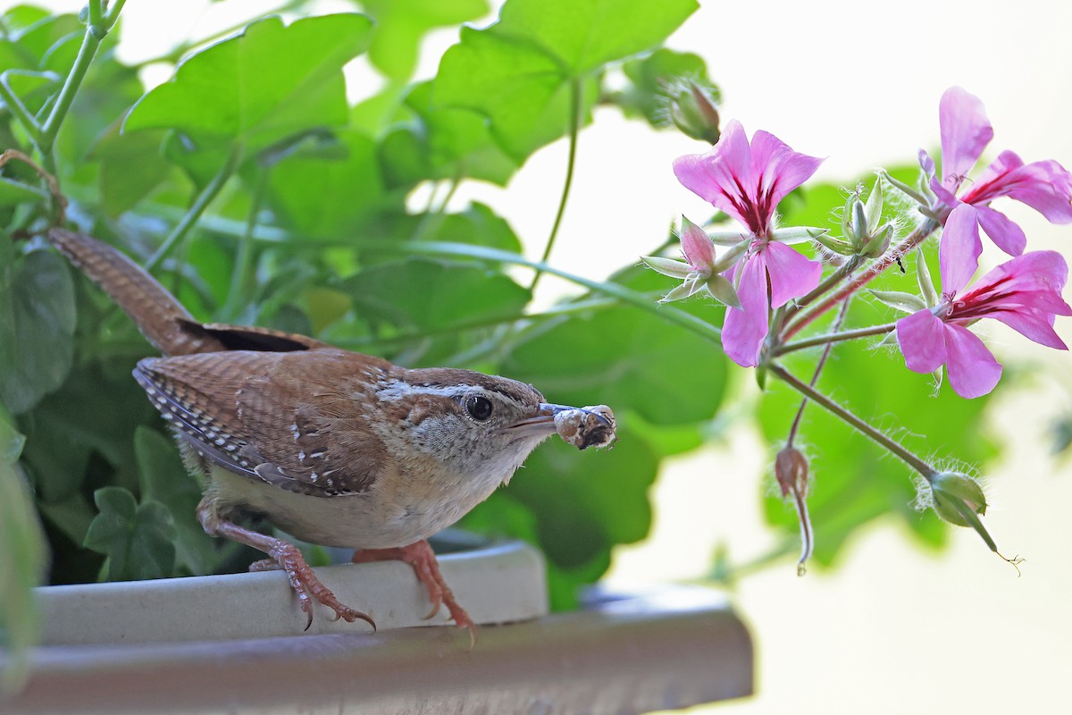 Carolina Wren - ML620510241