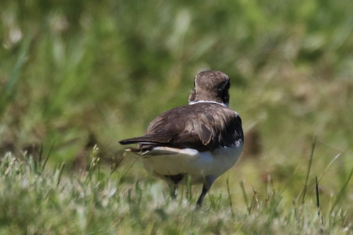 Killdeer - ML620510242