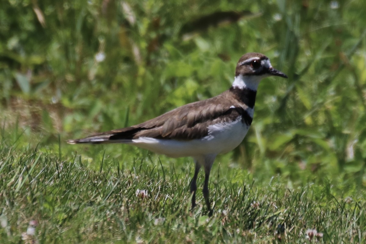 Killdeer - ML620510243