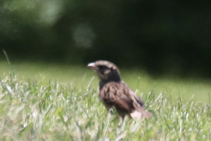 Song Sparrow - ML620510252