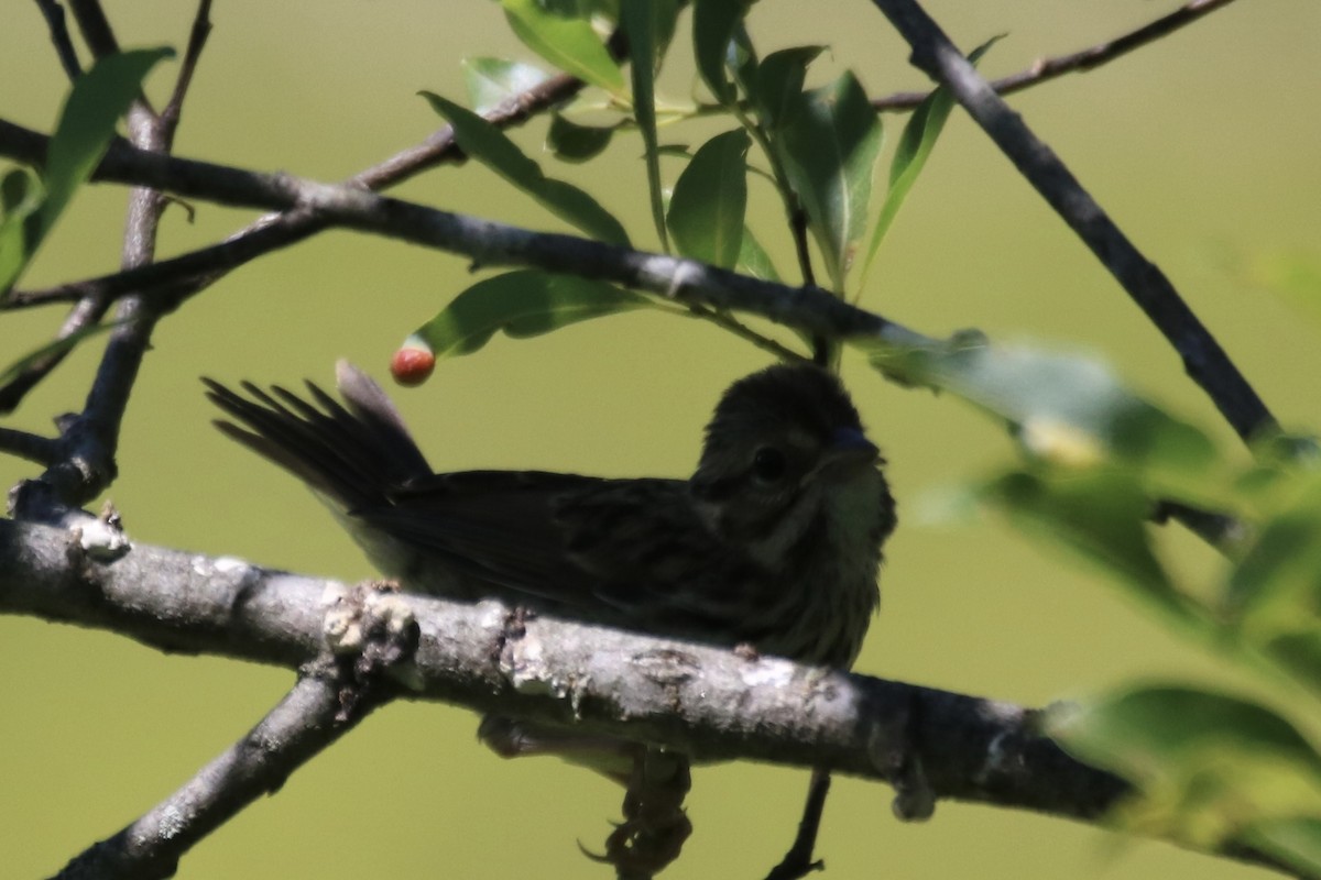 Song Sparrow - ML620510253