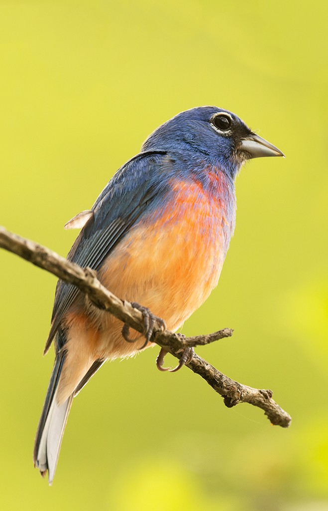 Rose-bellied Bunting - ML620510255