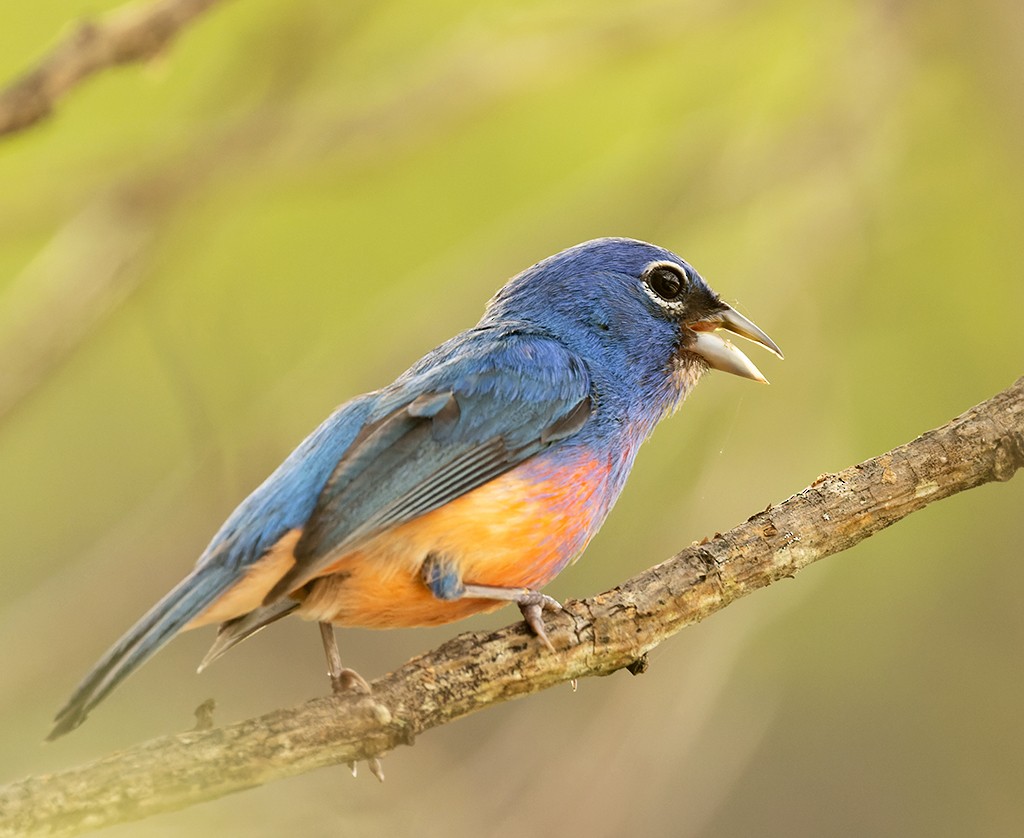 Rose-bellied Bunting - ML620510256