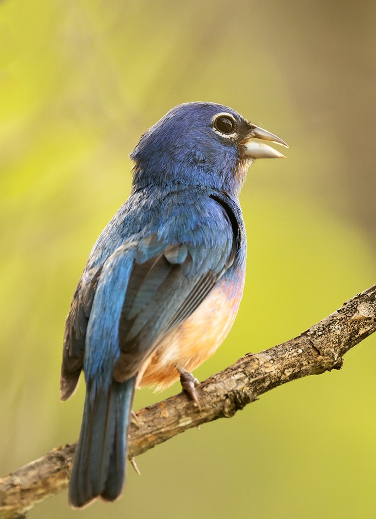 Rose-bellied Bunting - ML620510257