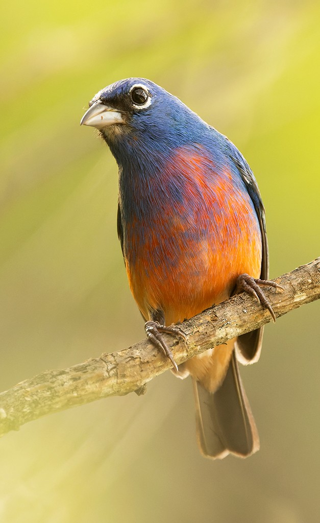 Rose-bellied Bunting - ML620510258