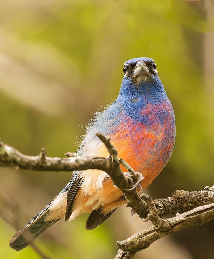 Rose-bellied Bunting - ML620510262