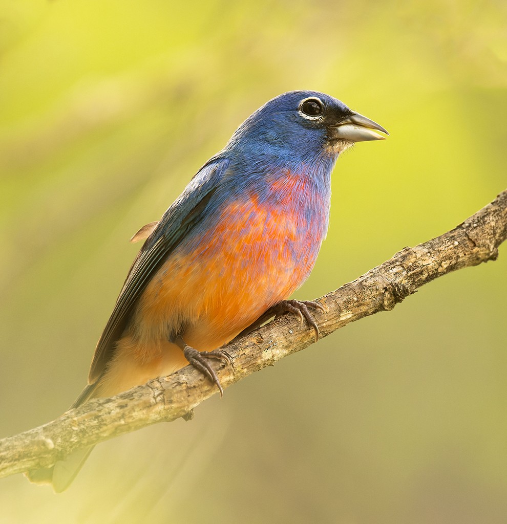 Rose-bellied Bunting - ML620510265