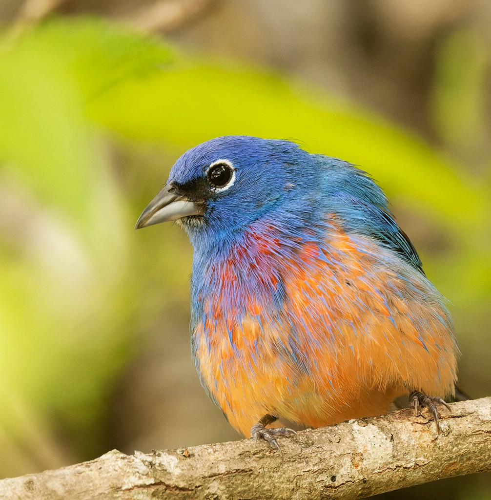 Rose-bellied Bunting - ML620510266