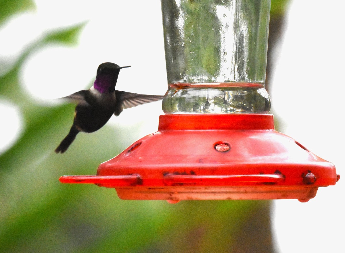 Purple-throated Woodstar - Jerry Davis