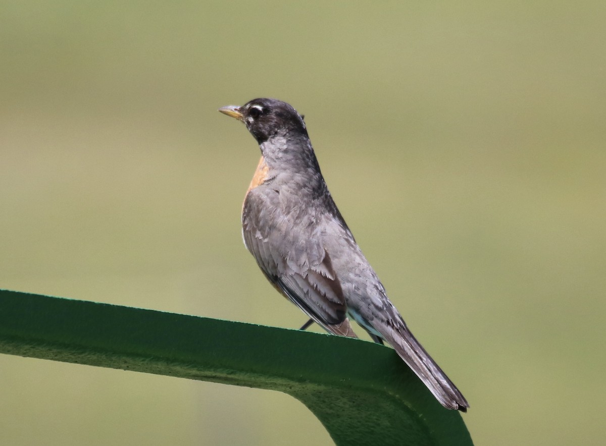 American Robin - ML620510269