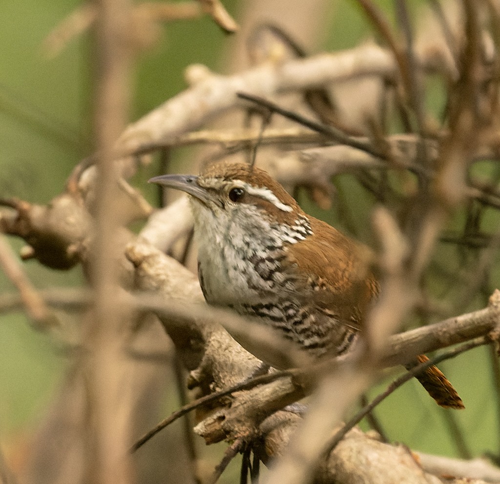 Banded Wren - ML620510270