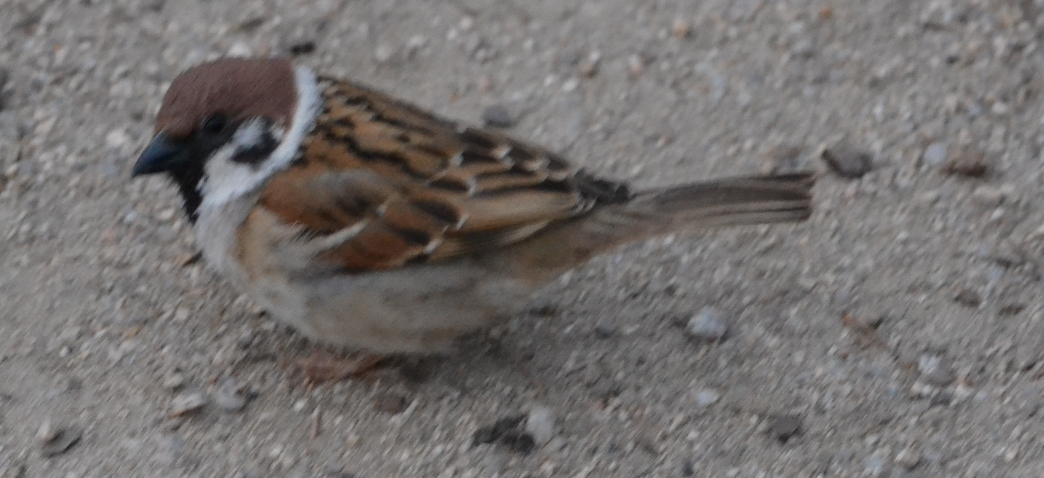 Eurasian Tree Sparrow - ML620510271