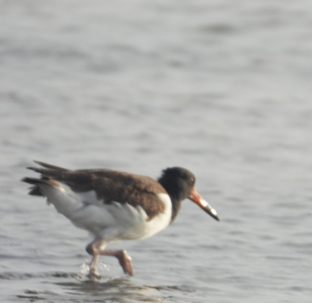 American Oystercatcher - Yaro Rodriguez