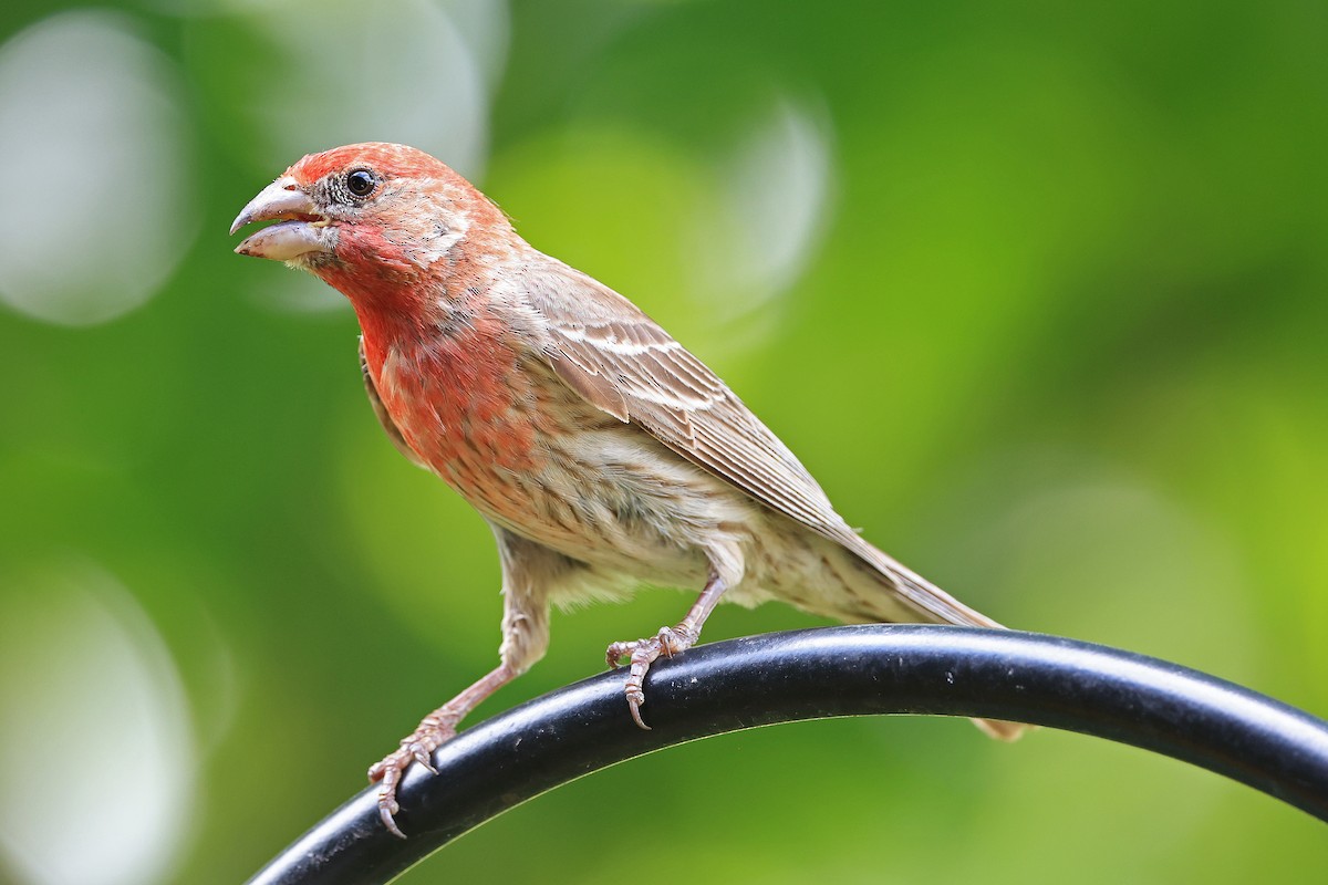 House Finch - ML620510273