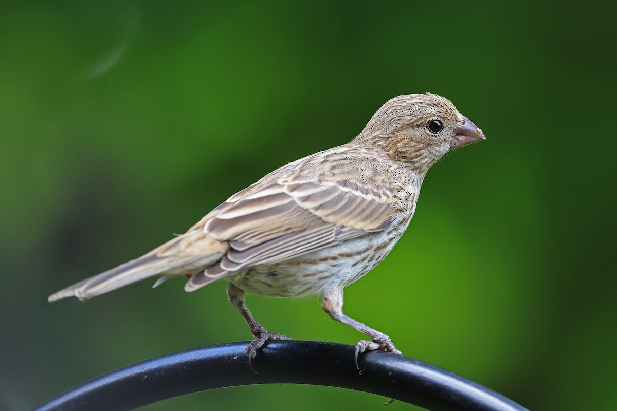 House Finch - ML620510274