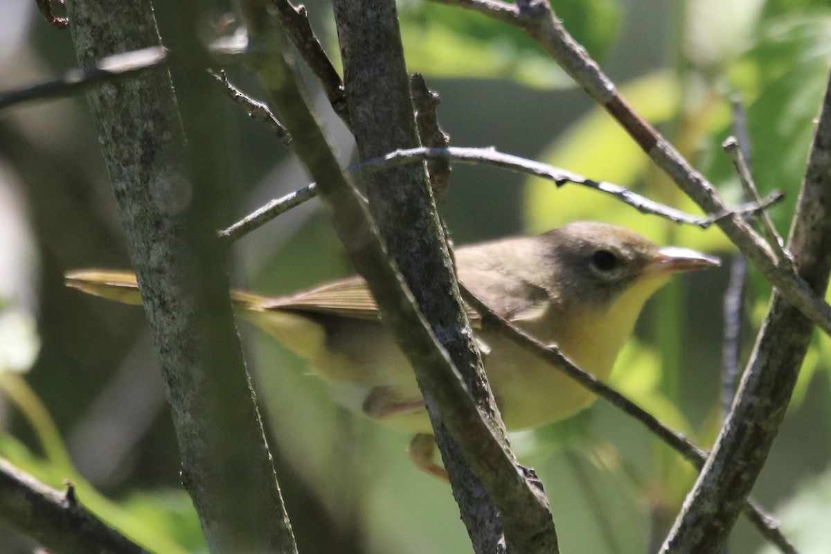 Common Yellowthroat - Kelly Krechmer