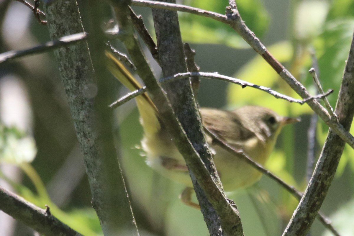 Common Yellowthroat - ML620510279