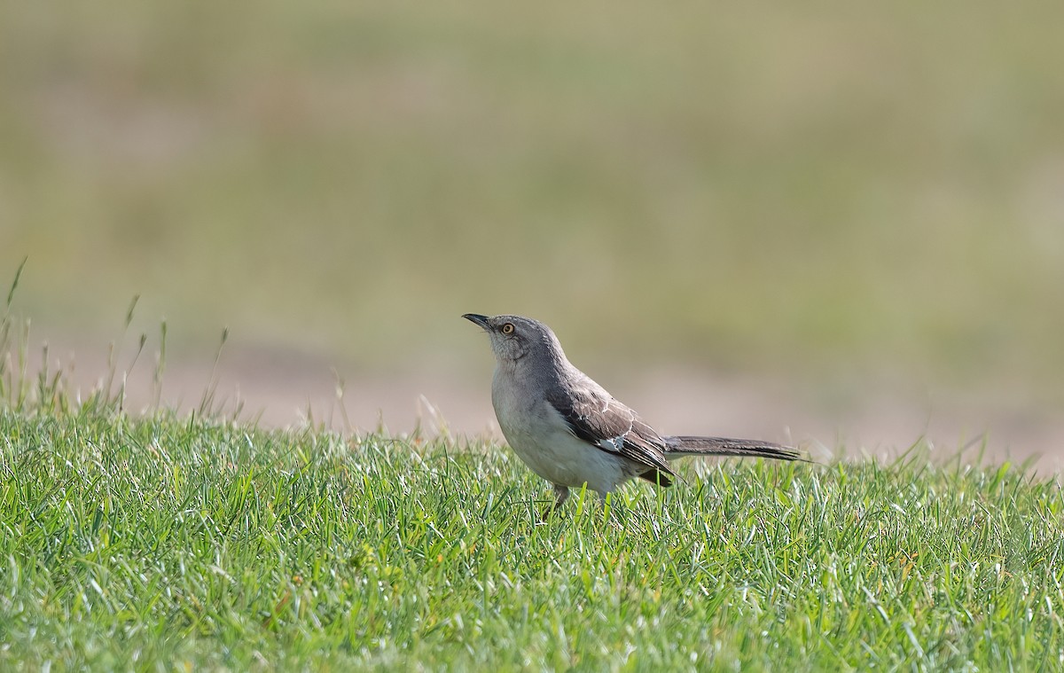 Northern Mockingbird - ML620510283