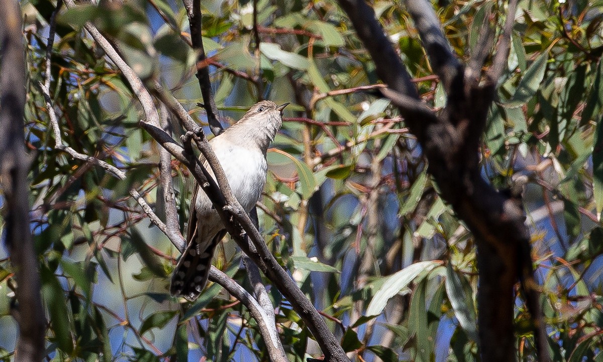 Horsfield's Bronze-Cuckoo - ML620510286