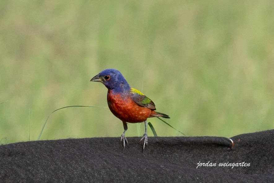 Painted Bunting - ML620510291