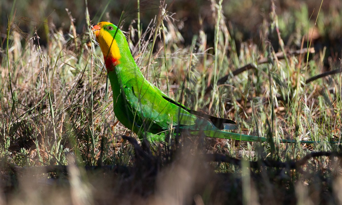 Superb Parrot - ML620510294