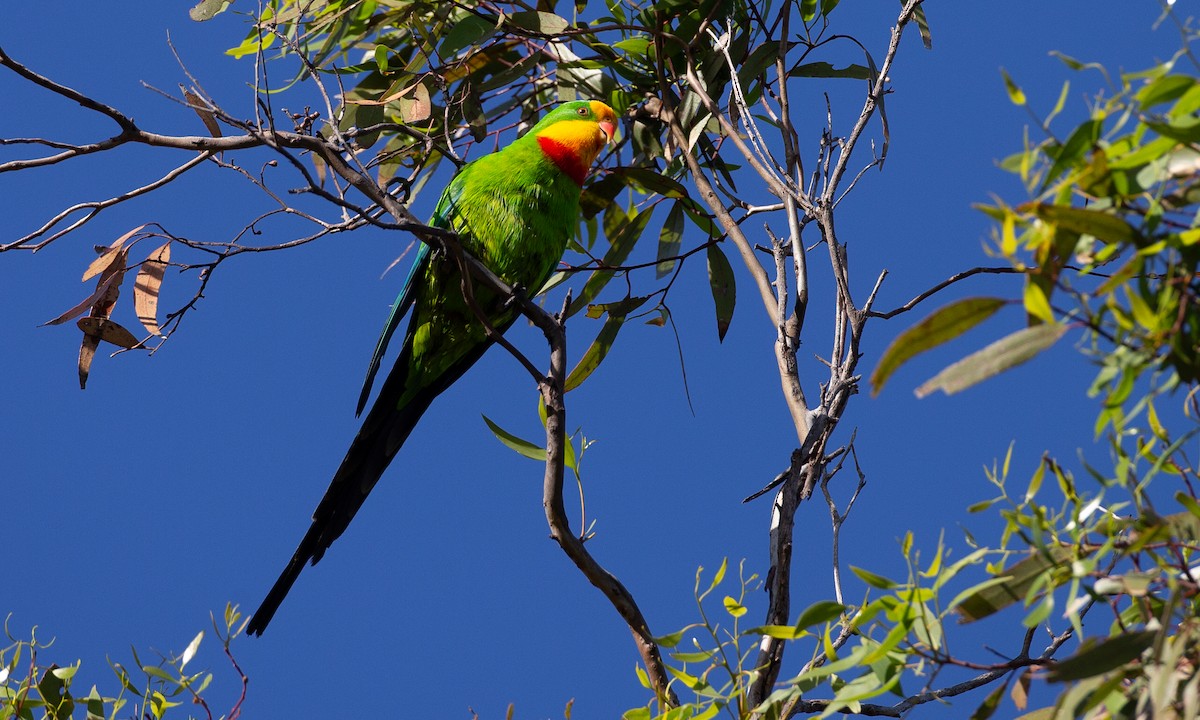 Superb Parrot - ML620510295