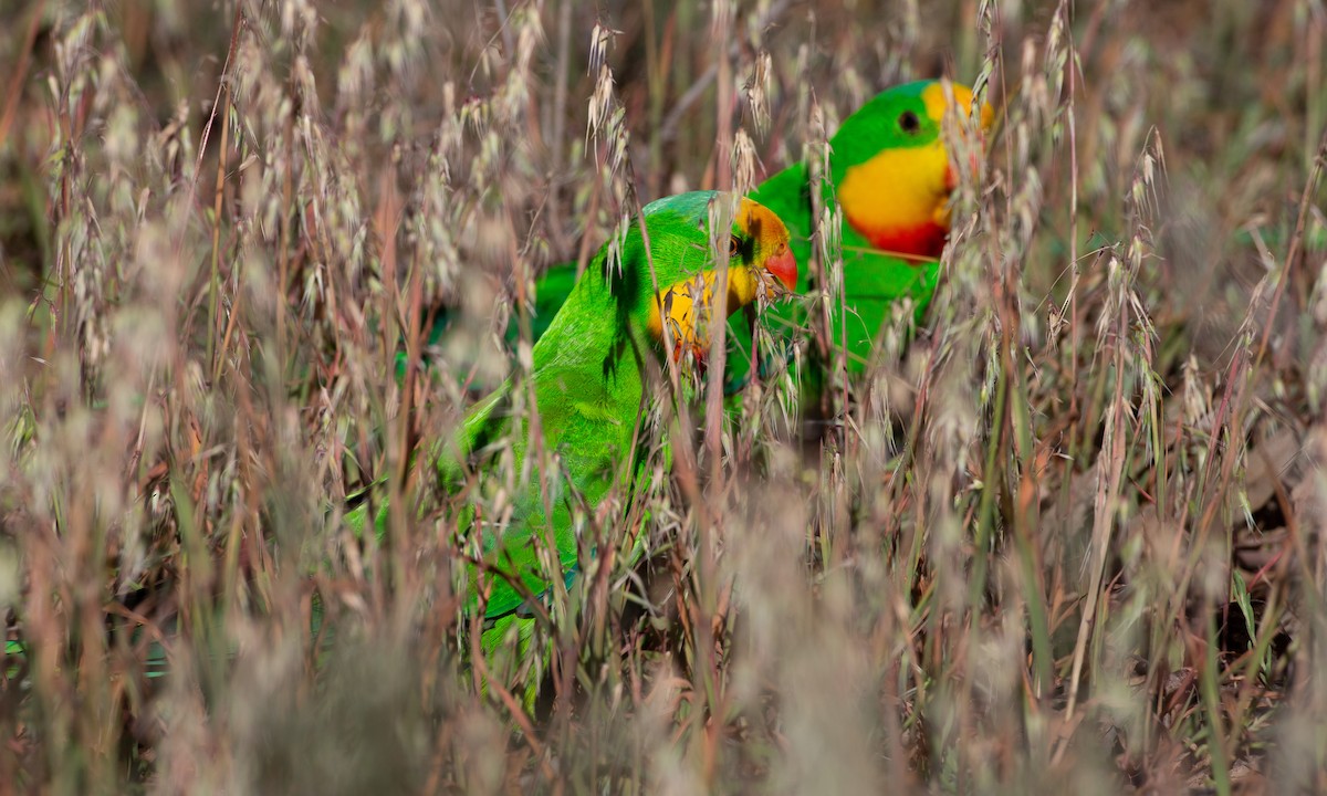 Superb Parrot - ML620510297